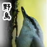 野鳥