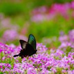 芝桜とカラスアゲハ