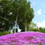 芝桜の丘