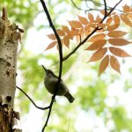 夏の紅葉とゴジュウカラ