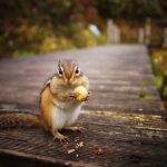 ドングリを食べるエゾシマリス