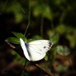 枝に留まるエゾスジグロシロチョウ