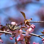 オオヤマザクラとヒメギフチョウ