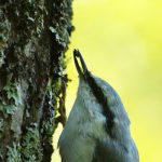 エサをくわえるゴジュウカラ