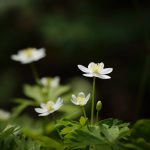 ニリンソウの花