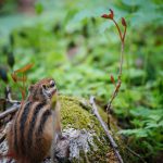 森を見つめるエゾシマリス