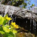 雪解け水に咲くエゾノリュウキンカ