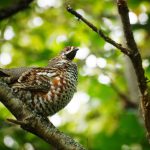 木に留まるエゾライチョウ