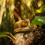 昼寝をするエゾシマリス